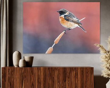 Stonechat (Saxicola rubicola) by Beschermingswerk voor aan uw muur