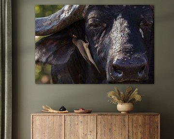 Buffalo and Yellow-billed oxpecker by Lenie de Boer