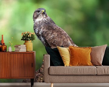 buzzard bird of prey by Björn van den Berg