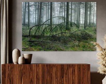 Umgefallener Baum in nebligem Wald von Peter Bolman