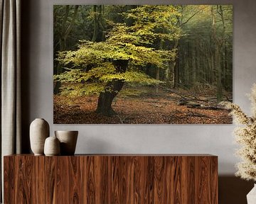 Baum in farbenfrohem Herbstwald von Peter Bolman