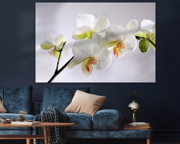 Weiße Orchidee mit Wassertropfen von Karina Baumgart