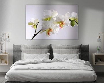 Weiße Orchidee mit Wassertropfen von Karina Baumgart