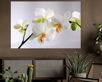Witte orchidee met waterdruppels van Karina Baumgart
