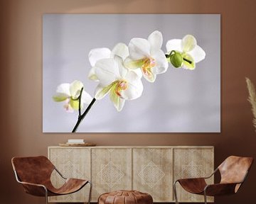 White orchids by Karina Baumgart