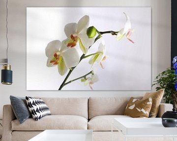 witte orchidee van Karina Baumgart