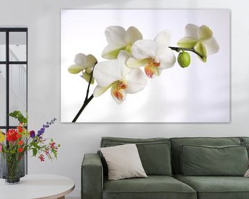witte orchidee van Karina Baumgart