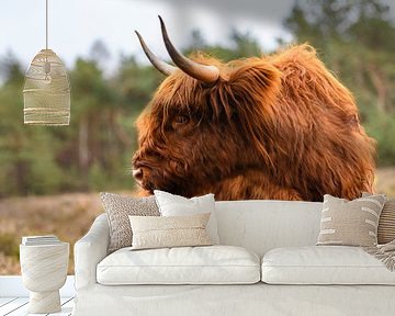 Portret van een Schotse Hooglanders in het natuurgebied van de Veluwe van Sjoerd van der Wal Fotografie