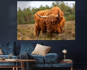 Portret van een Schotse Hooglanders in het natuurgebied van de Veluwe van Sjoerd van der Wal