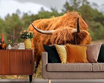 Portret van een Schotse Hooglanders in het natuurgebied van de Veluwe van Sjoerd van der Wal Fotografie