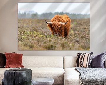 Portret van een Schotse Hooglanders in het natuurgebied van de Veluwe van Sjoerd van der Wal