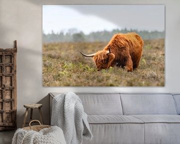 Portrait of a Scottish Highlander cattle in the Veluwe nature reserve