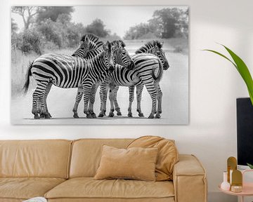 Black and white zebras by Marijke Arends-Meiring