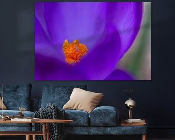 Crocus close-up by Tineke Koen