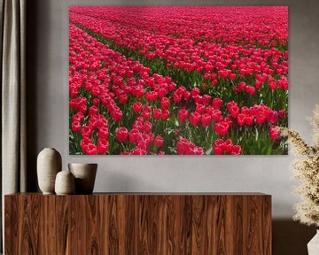 Rode tulpen, Espel, Noord-Oost polder, Flevoland, Nederland van Rene van der Meer