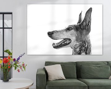 Portret van het hondenras Podenco Canario in zwart-wit van Harrie Muis