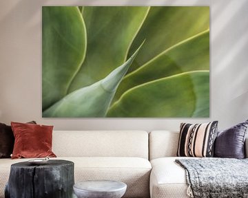 Agave plant close-up van Harrie Muis