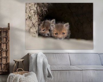 Fox cubs by Anna Stelloo