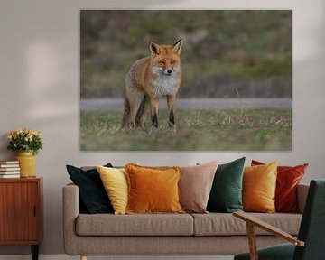 The bold Fox by Anna Stelloo