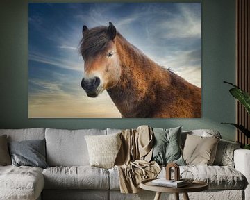 Le beau cheval Konik sur WeVaFotografie