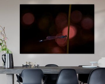 Damselfly in the red evening light by Anouschka Hendriks