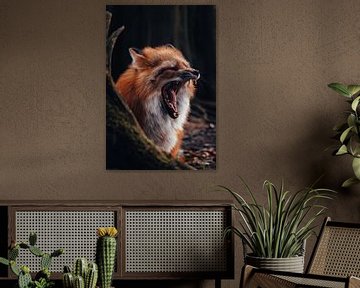 Yawning Fox by Tobias Baur