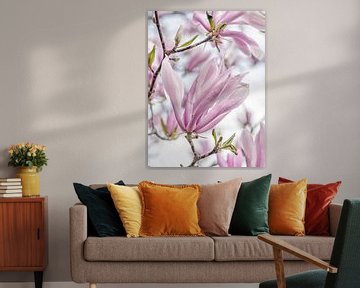 bloesem van een rijk bloeiende magnolia met mooie pastel tinten