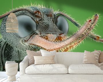 Ants rule... by Arno van Zon photography