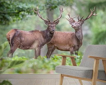 Red deer by Arno van Zon photography