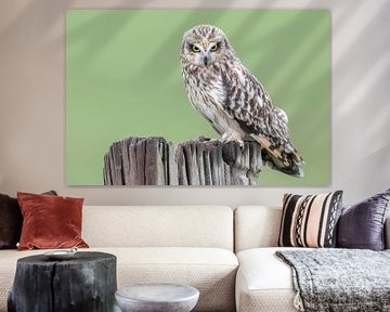 Short eared owl by Arno van Zon
