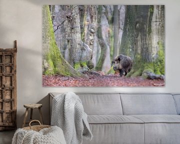 In het oude beukenbos.... van Arno van Zon photography