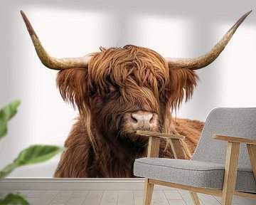 Portrait Scottish Highlander in colour with white background by Marjolein van Middelkoop