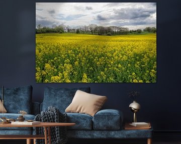 spring oilseed rape field by Jo Beerens