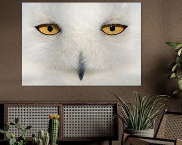 Yeux de harfang des neiges (Bubo scandiaca) sur Beschermingswerk voor aan uw muur