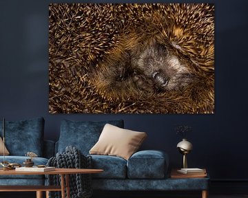 Sleeping Hedgehog (Erinaceus europaeus) by Beschermingswerk voor aan uw muur