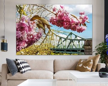 Fleurs de cerisier avec le pont Glienicke