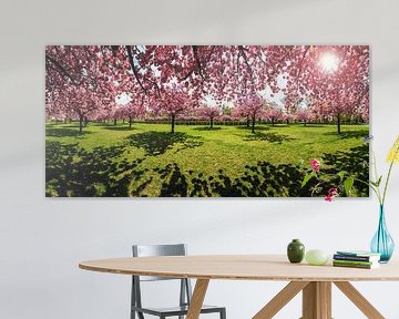 Le parc des cerisiers en fleurs sur Frank Herrmann