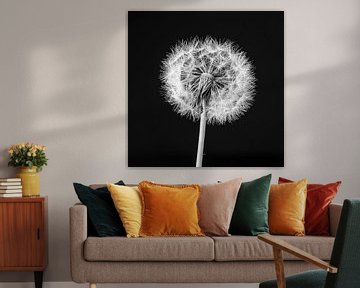 White fluff dandelion black and white sur Ramona Stravers