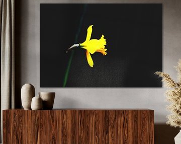 Macro van een Gele narcis op matte zwarte achtergrond