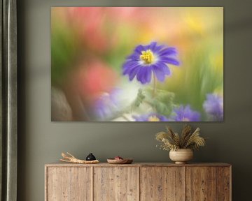 Anemone Blanda von Janny Kleijn