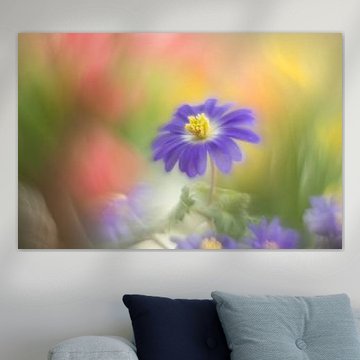 Anemone Blanda by Janny Kleijn