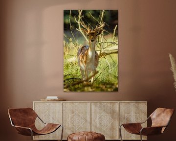 fallow deer by Christophe Van walleghem