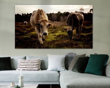 De koeien staan te grazen in het winterse landschap, in de bosrijke gebieden rondom Amerongen van Hans de Waay