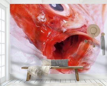SF00940518 Alfonsino fish with open mouth on ice cubes by BeeldigBeeld Food & Lifestyle