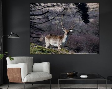 Cerf de barrage dans le paysage dunaire néerlandais sur Marjolein van Middelkoop