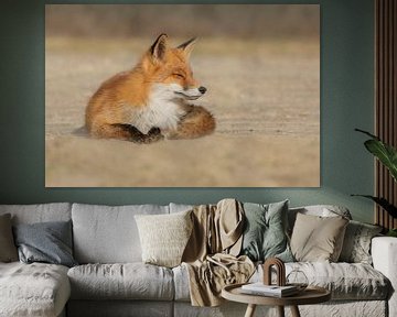 Relaxed fox van Anna Stelloo