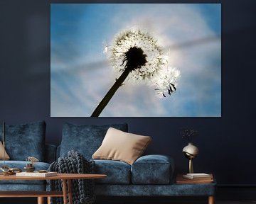 Pusteblume von Karina Baumgart