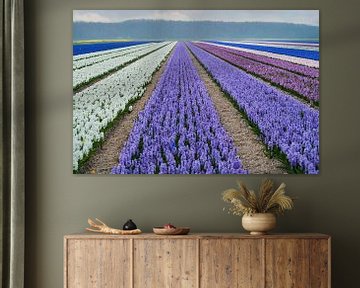 Lisse bulb fields by Anouschka Hendriks