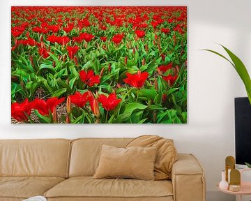 Tulpenveld met rode tulpen van Anouschka Hendriks