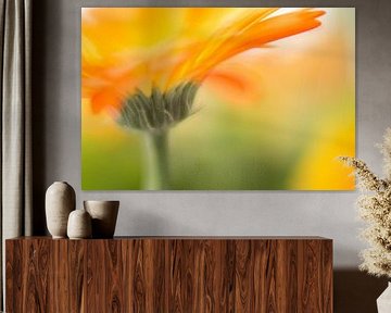Gerbera by Janny Kleijn
